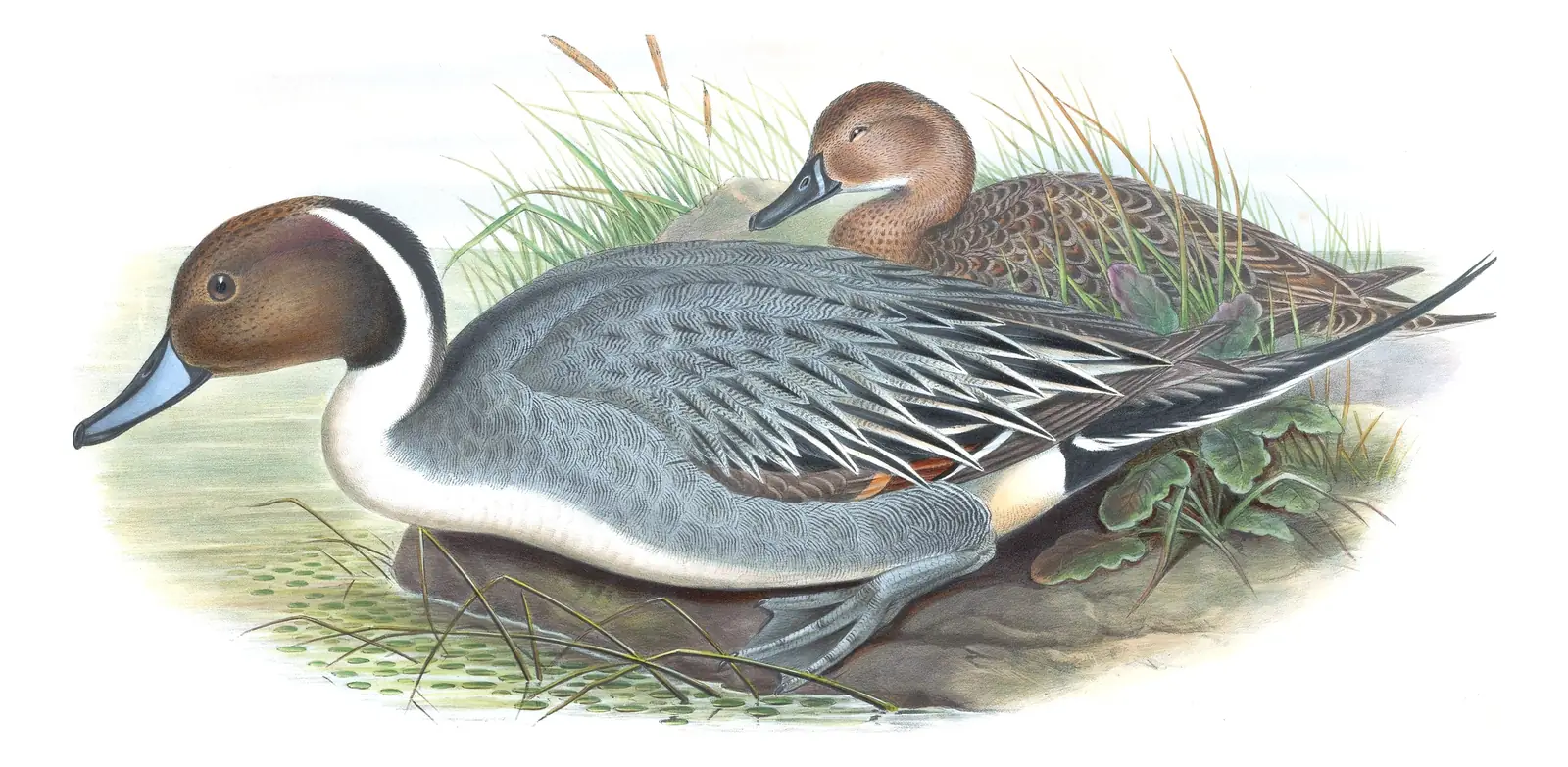 Volume V, plate 18 of Gould's The Birds of Great Britain: Northern Pintail (Anas acuta)