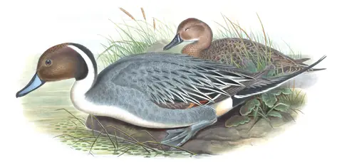 Volume V, plate 18 of Gould's The Birds of Great Britain: Northern Pintail (Anas acuta)