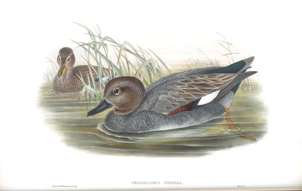 The whole sheet of volume V, plate 19, with its engraved caption