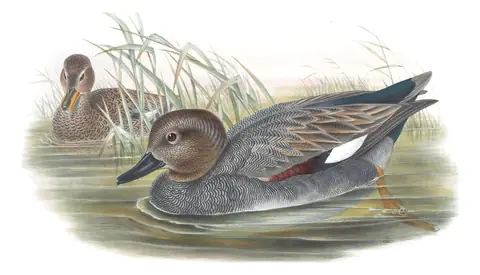 Volume V, plate 19 of Gould's The Birds of Great Britain: Gadwall (Mareca strepera)