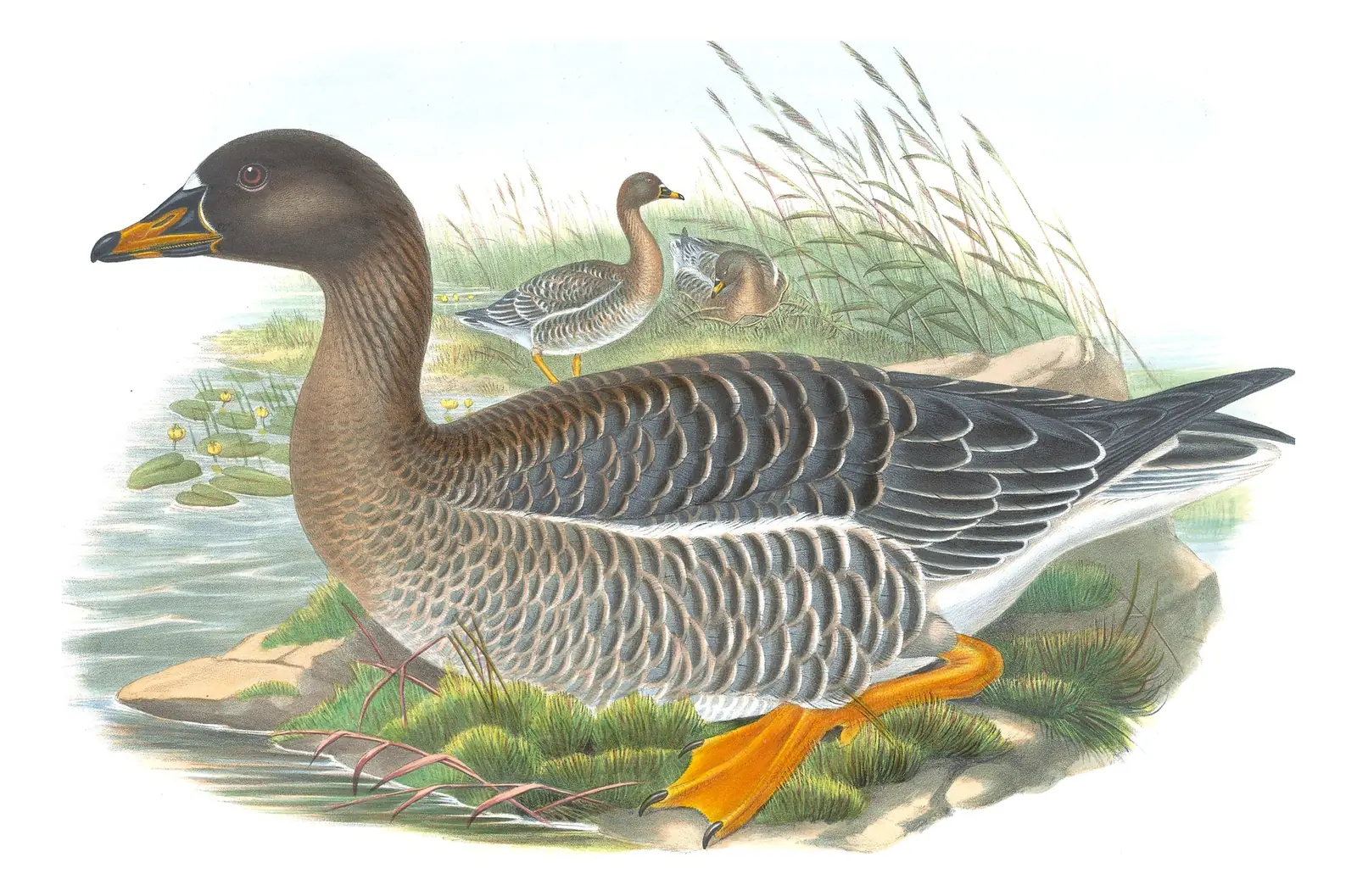 Volume V, plate 2 of Gould's The Birds of Great Britain: Taiga Bean-Goose (Anser fabalis)
