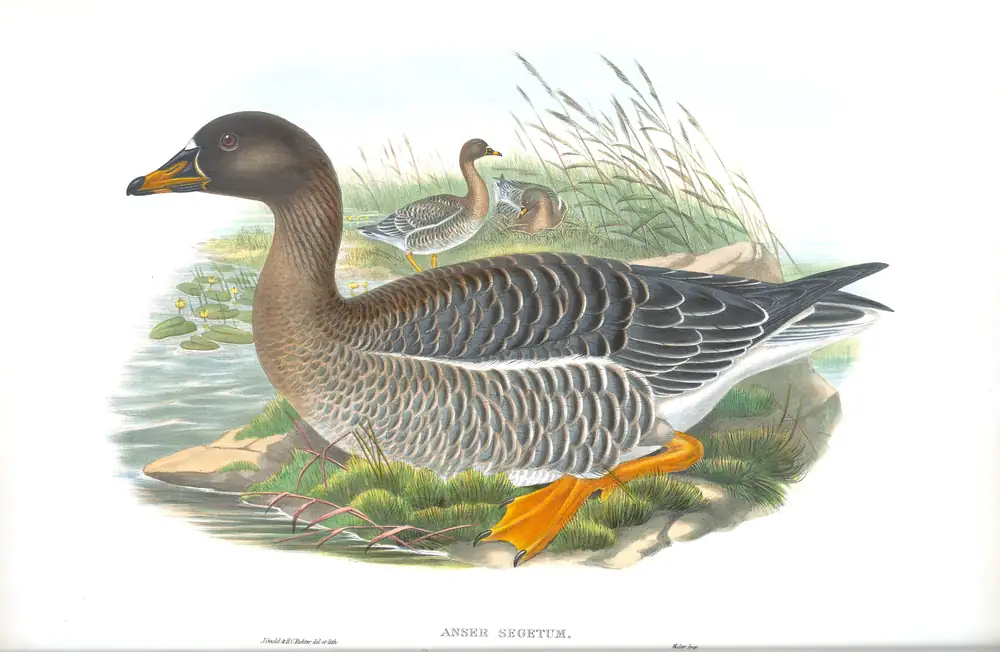 The whole sheet of volume V, plate 2, with its engraved caption