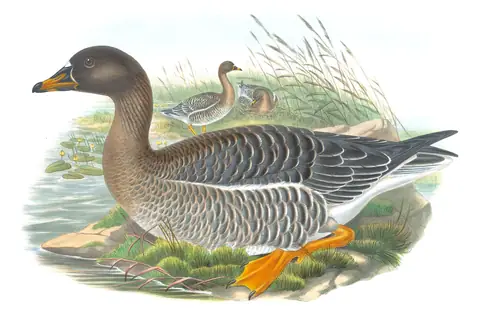 Volume V, plate 2 of Gould's The Birds of Great Britain: Taiga Bean-Goose (Anser fabalis)