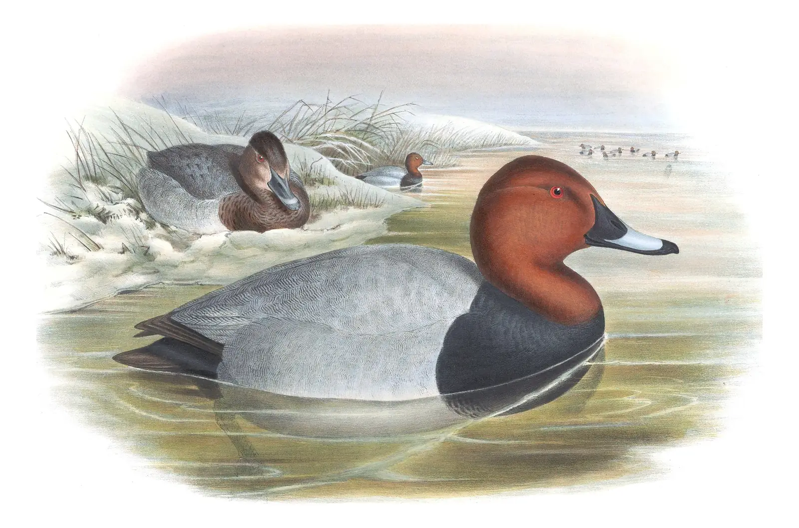 Volume V, plate 20 of Gould's The Birds of Great Britain: Common Pochard (Aythya ferina)