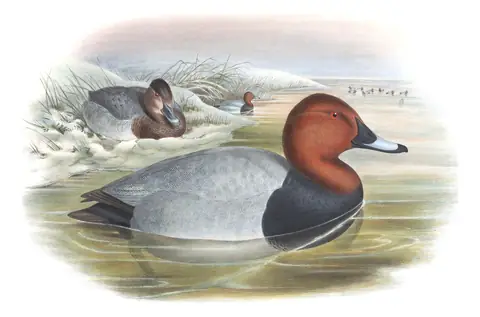 Volume V, plate 20 of Gould's The Birds of Great Britain: Common Pochard (Aythya ferina)