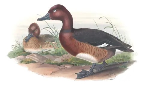 Volume V, plate 21 of Gould's The Birds of Great Britain: Ferruginous Duck (Aythya nyroca)