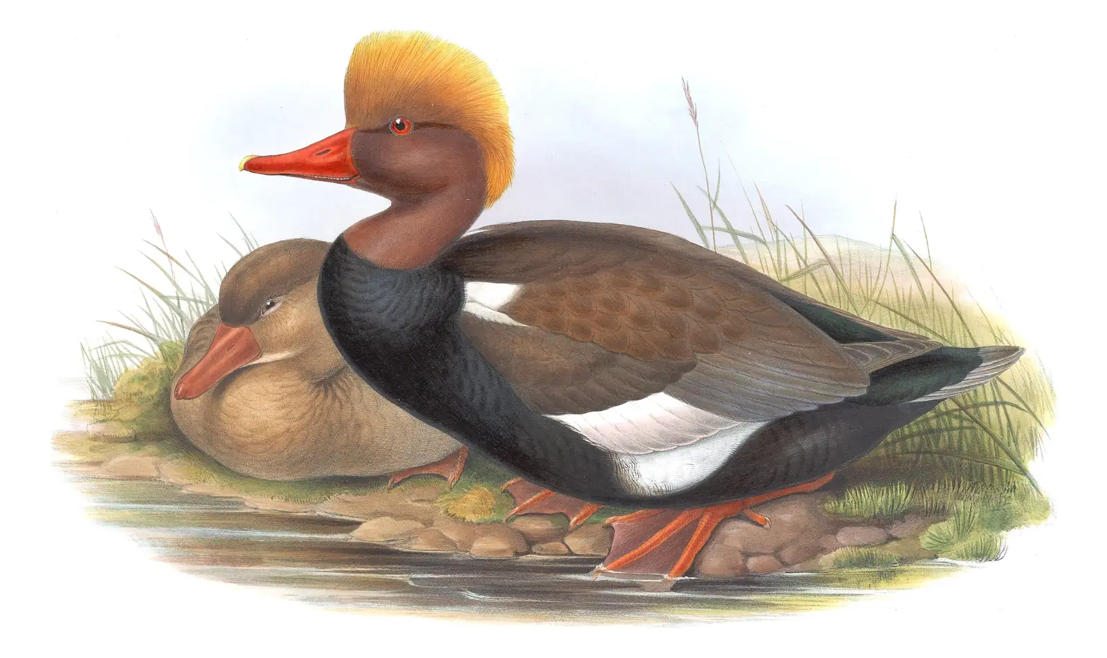 Volume V, plate 22 of Gould's The Birds of Great Britain: Red-crested Pochard (Netta rufina)