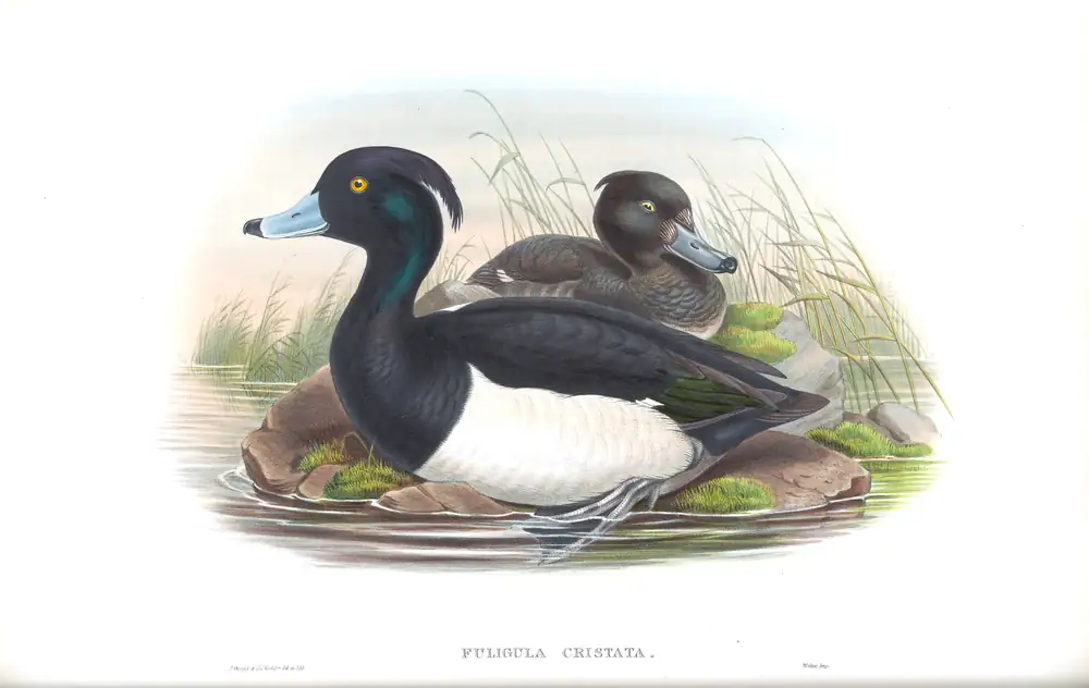 The whole sheet of volume V, plate 23, with its engraved caption