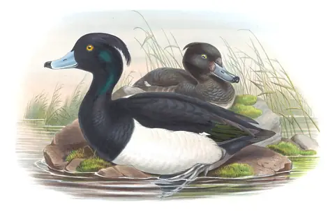 Volume V, plate 23 of Gould's The Birds of Great Britain: Tufted Duck (Aythya fuligula)