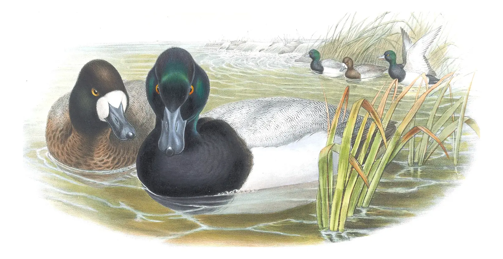 Volume V, plate 24 of Gould's The Birds of Great Britain: Greater Scaup (Aythya marila)