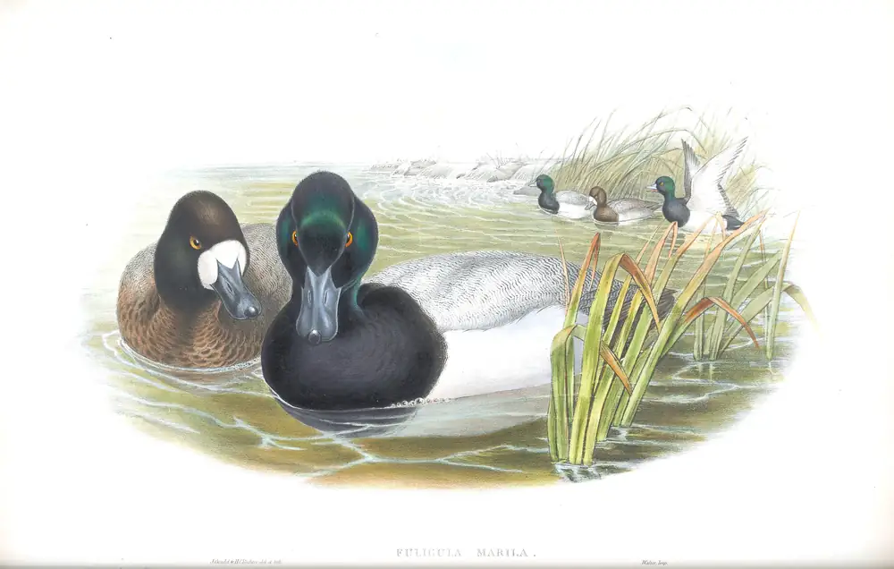 The whole sheet of volume V, plate 24, with its engraved caption
