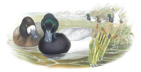 Volume V, plate 24 of Gould's The Birds of Great Britain: Greater Scaup (Aythya marila)