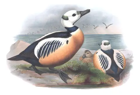 Volume V, plate 25 of Gould's The Birds of Great Britain: Steller's Eider (Polysticta stelleri)