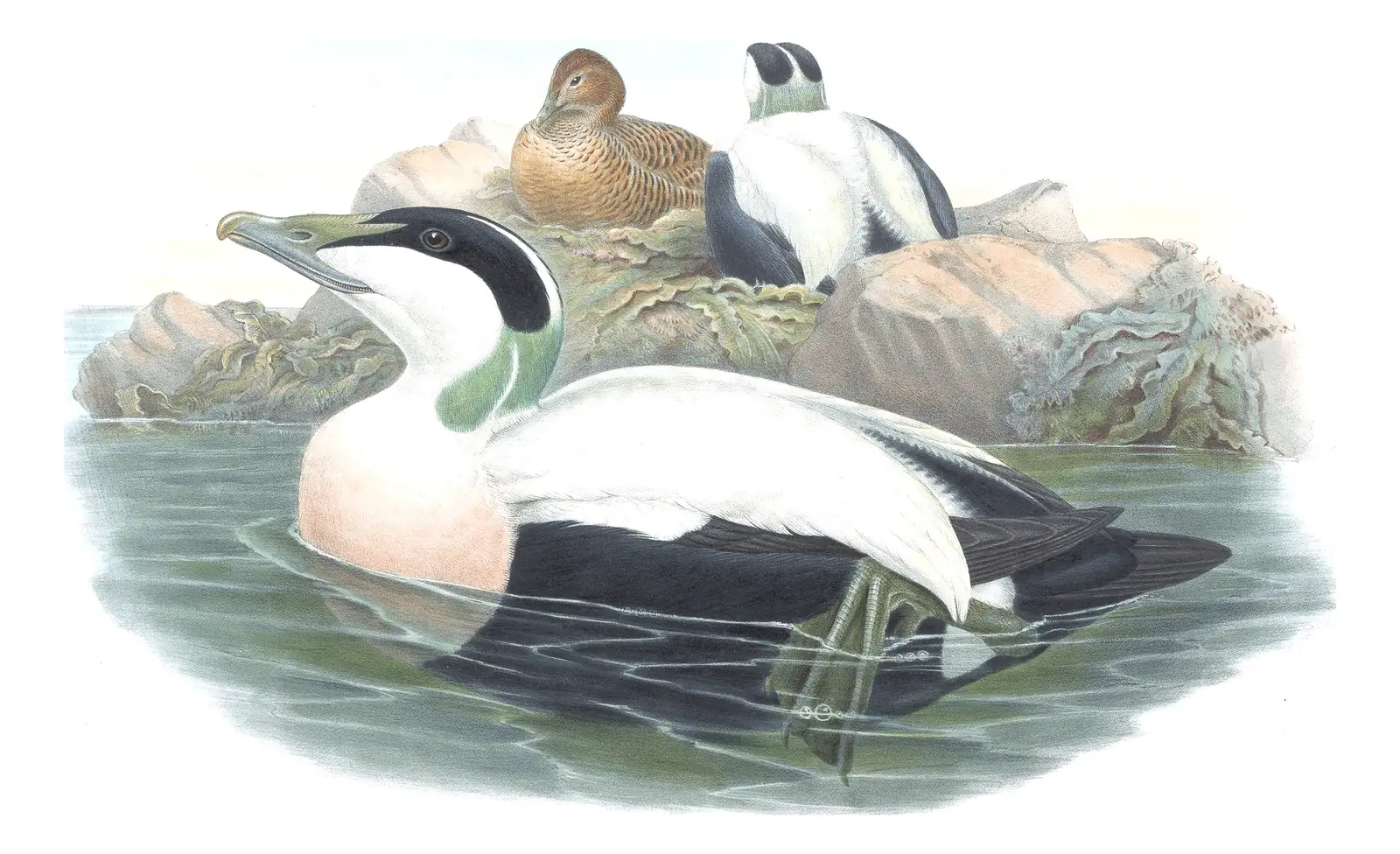 Volume V, plate 26 of Gould's The Birds of Great Britain: Common Eider (Somateria mollissima)