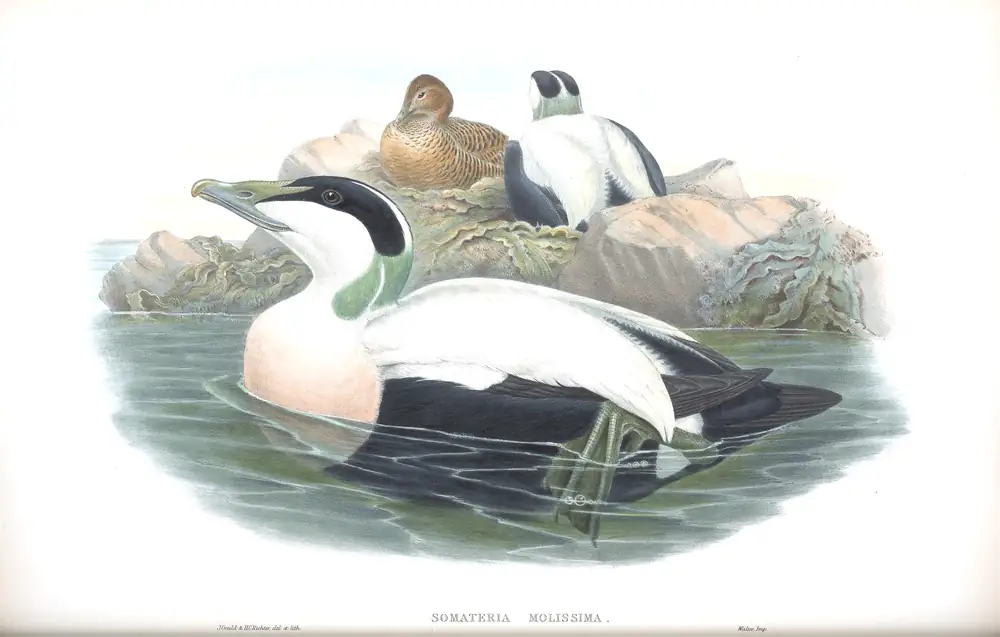 The whole sheet of volume V, plate 26, with its engraved caption