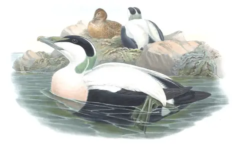 Volume V, plate 26 of Gould's The Birds of Great Britain: Common Eider (Somateria mollissima)