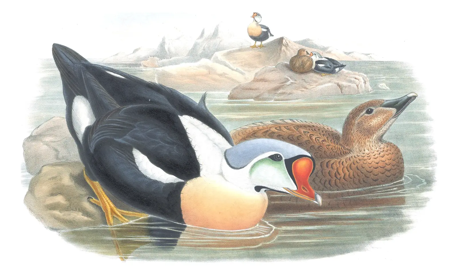 Volume V, plate 27 of Gould's The Birds of Great Britain: King Eider (Somateria spectabilis)