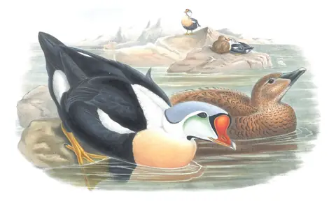 Volume V, plate 27 of Gould's The Birds of Great Britain: King Eider (Somateria spectabilis)