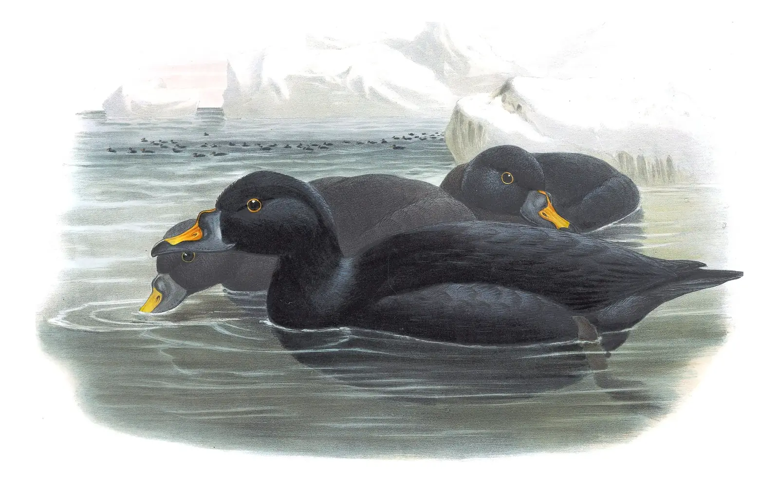 Volume V, plate 28 of Gould's The Birds of Great Britain: Common Scoter (Melanitta nigra)