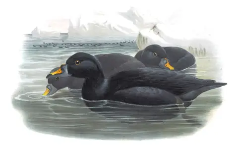 Volume V, plate 28 of Gould's The Birds of Great Britain: Common Scoter (Melanitta nigra)