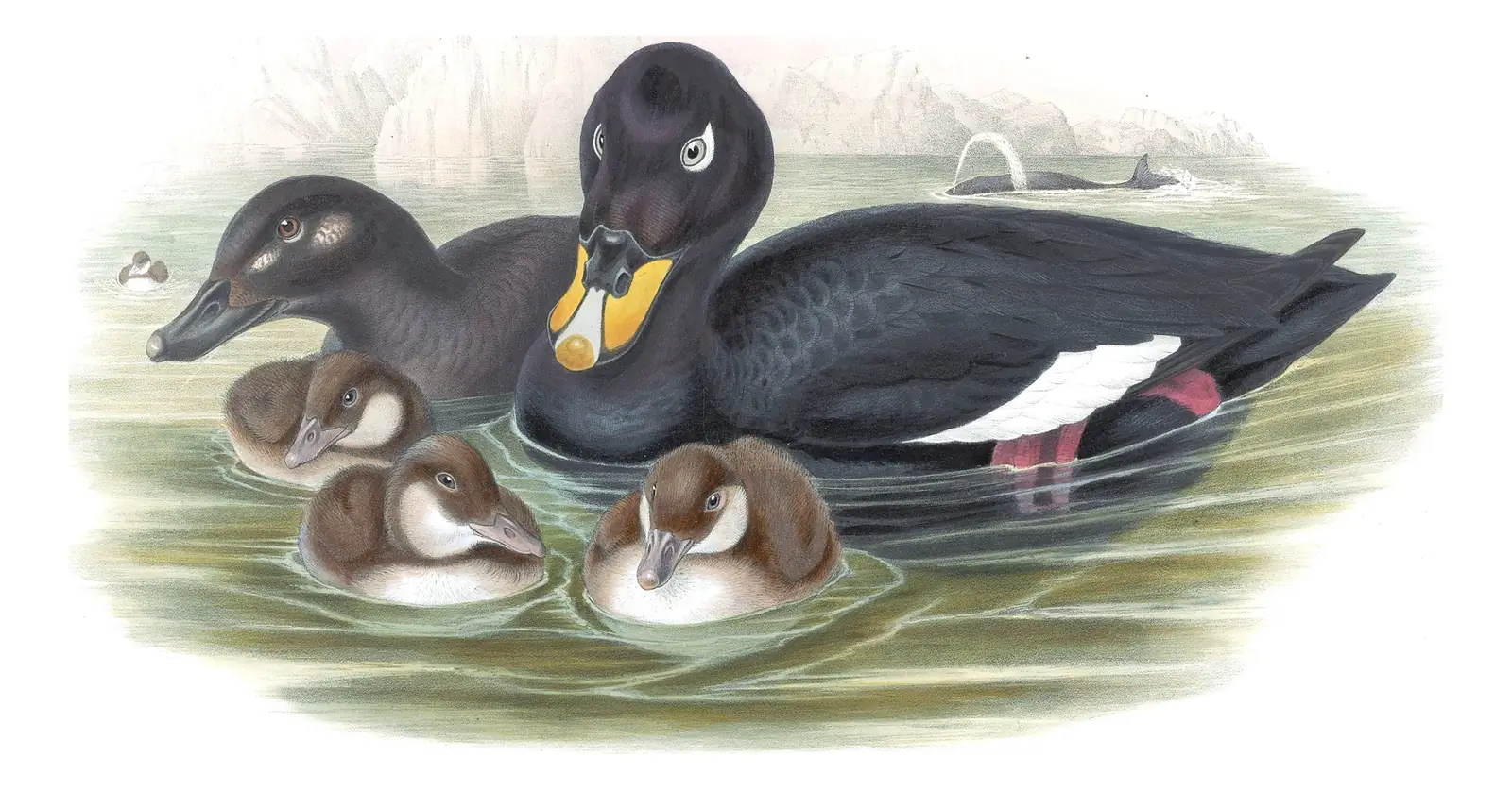 Volume V, plate 29 of Gould's The Birds of Great Britain: Velvet Scoter (Melanitta fusca)