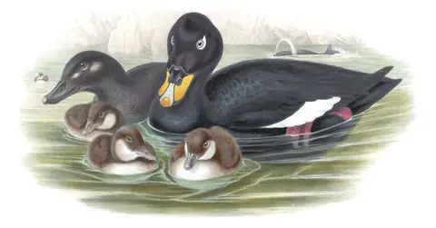 Volume V, plate 29 of Gould's The Birds of Great Britain: Velvet Scoter (Melanitta fusca)