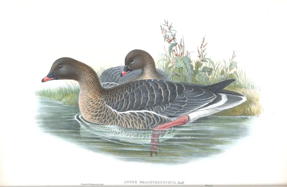 The whole sheet of volume V, plate 3, with its engraved caption