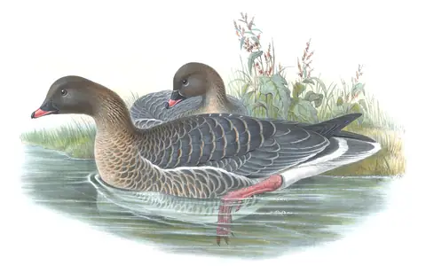 Volume V, plate 3 of Gould's The Birds of Great Britain: Pink-footed Goose (Anser brachyrhynchus)