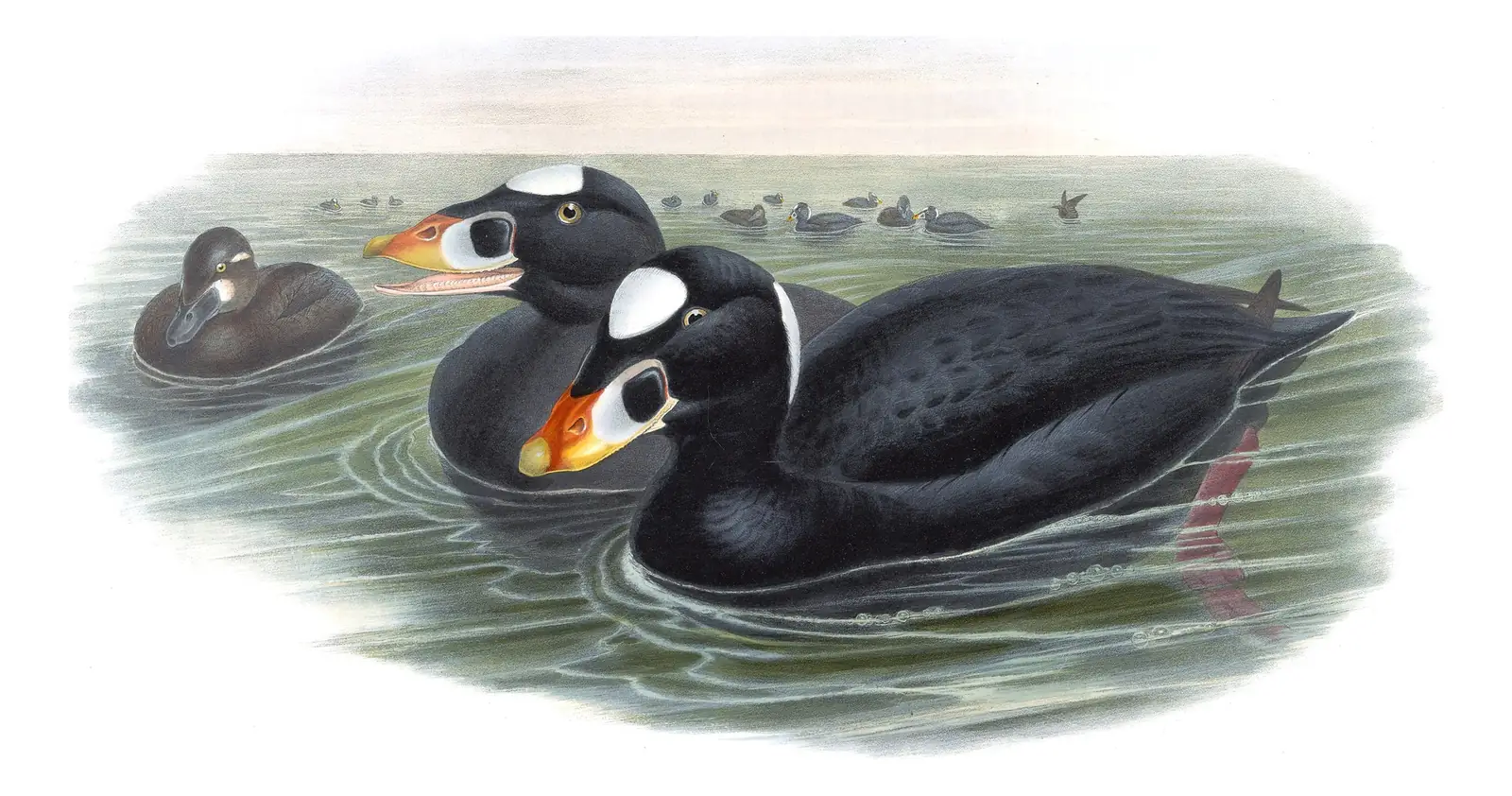 Volume V, plate 30 of Gould's The Birds of Great Britain: Surf Scoter (Melanitta perspicillata)