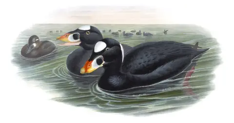 Volume V, plate 30 of Gould's The Birds of Great Britain: Surf Scoter (Melanitta perspicillata)