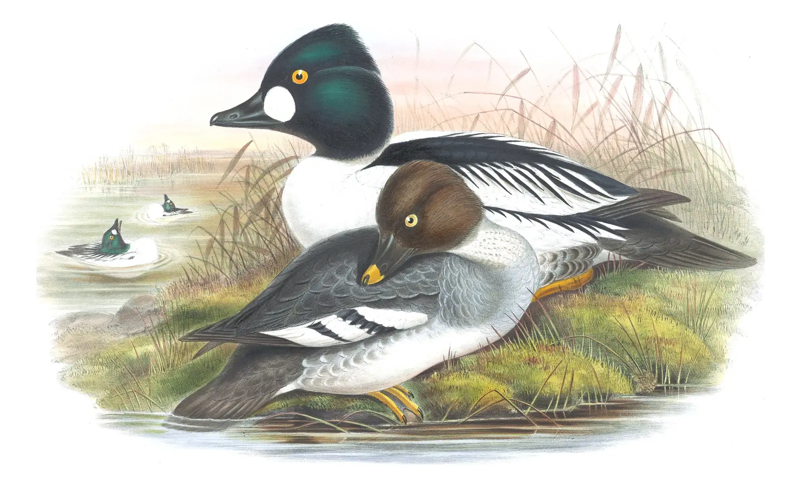 Volume V, plate 31 of Gould's The Birds of Great Britain: Common Goldeneye (Bucephala clangula)