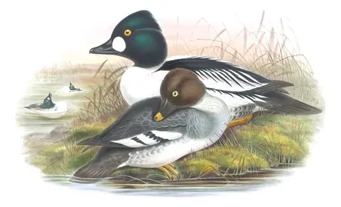 Volume V, plate 31 of Gould's The Birds of Great Britain: Common Goldeneye (Bucephala clangula)