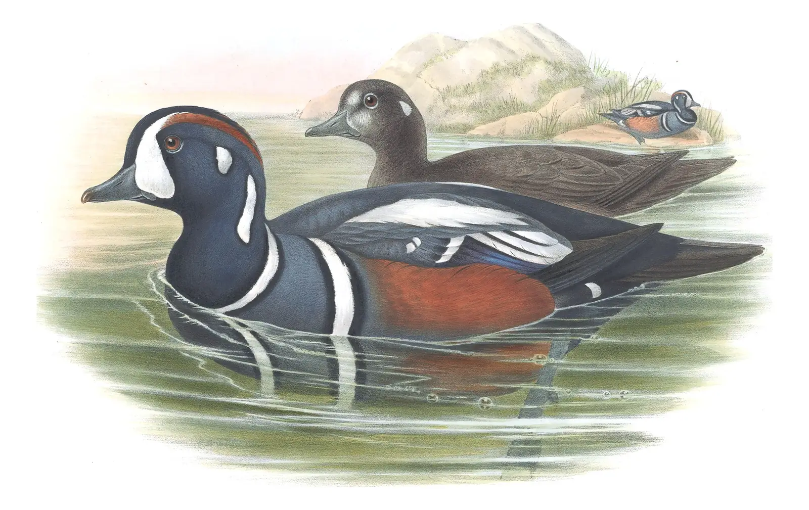 Volume V, plate 32 of Gould's The Birds of Great Britain: Harlequin Duck (Histrionicus histrionicus)