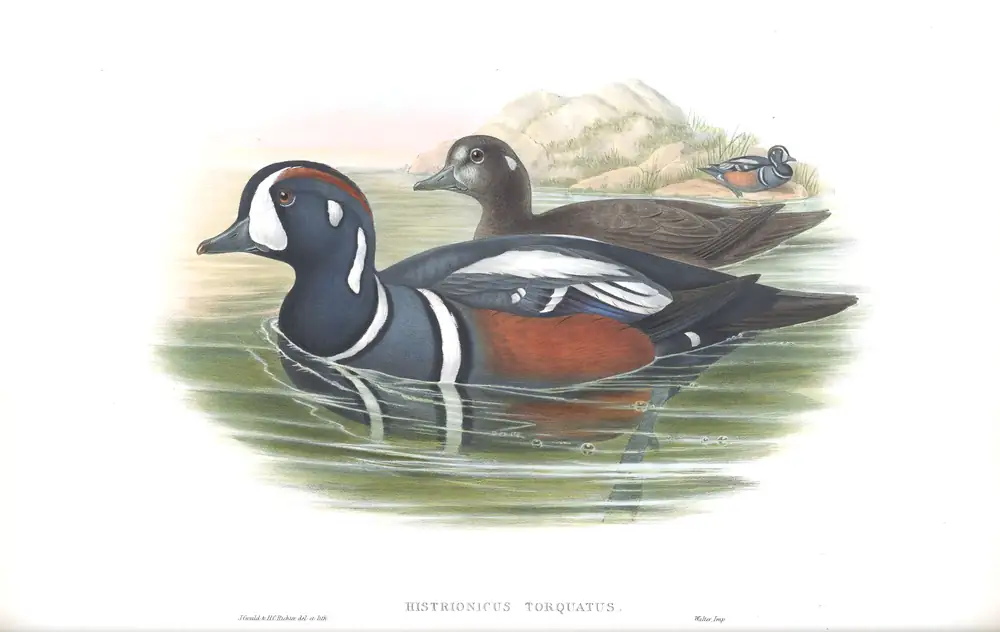 The whole sheet of volume V, plate 32, with its engraved caption