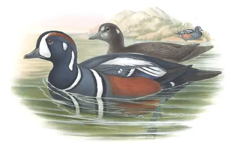 Volume V, plate 32 of Gould's The Birds of Great Britain: Harlequin Duck (Histrionicus histrionicus)