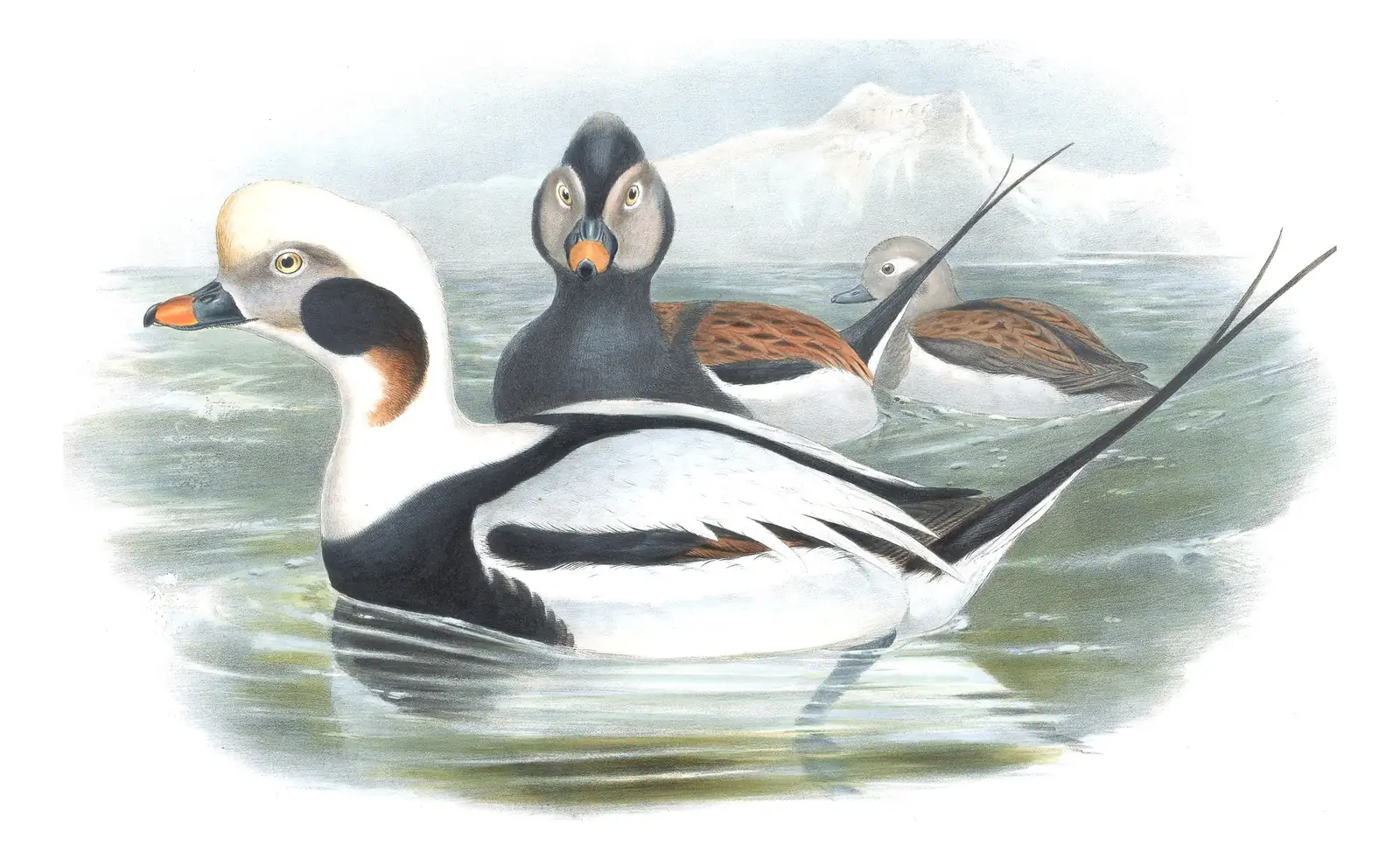 Volume V, plate 33 of Gould's The Birds of Great Britain: Long-tailed Duck (Clangula hyemalis)