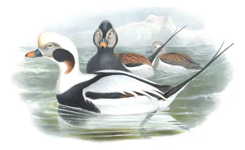 Volume V, plate 33 of Gould's The Birds of Great Britain: Long-tailed Duck (Clangula hyemalis)