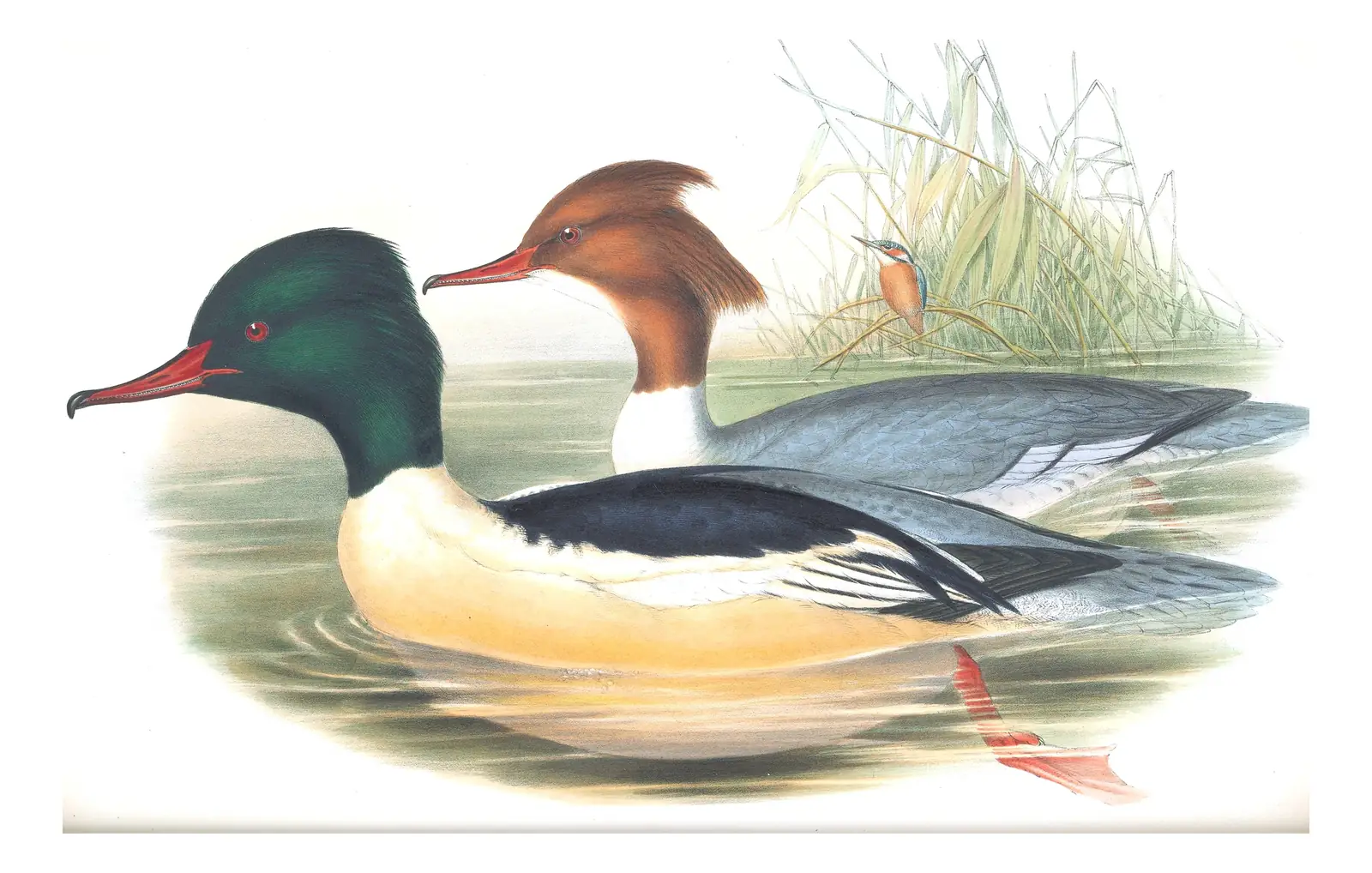 Volume V, plate 34 of Gould's The Birds of Great Britain: Common Merganser (Mergus merganser)