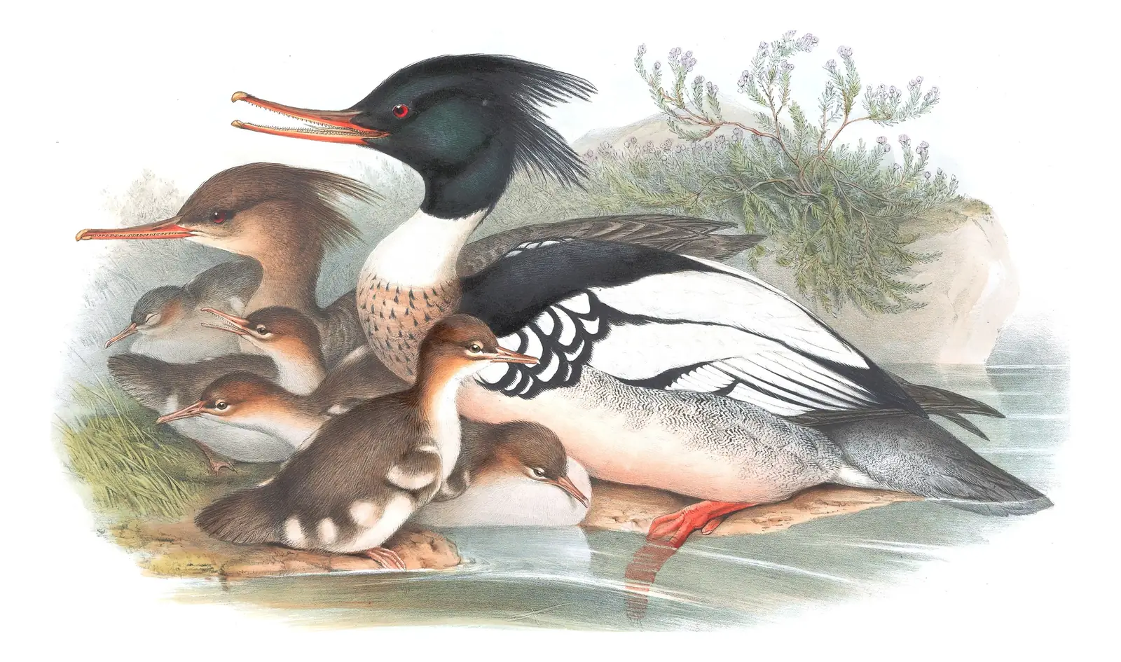 Volume V, plate 35 of Gould's The Birds of Great Britain: Red-breasted Merganser (Mergus serrator)