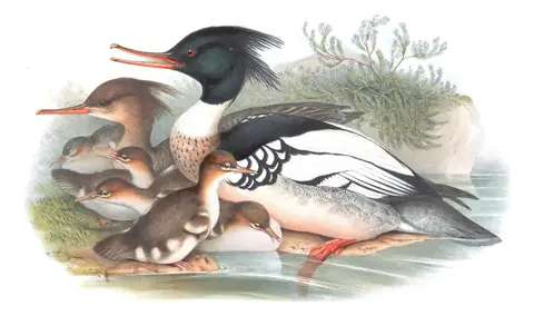 Volume V, plate 35 of Gould's The Birds of Great Britain: Red-breasted Merganser (Mergus serrator)