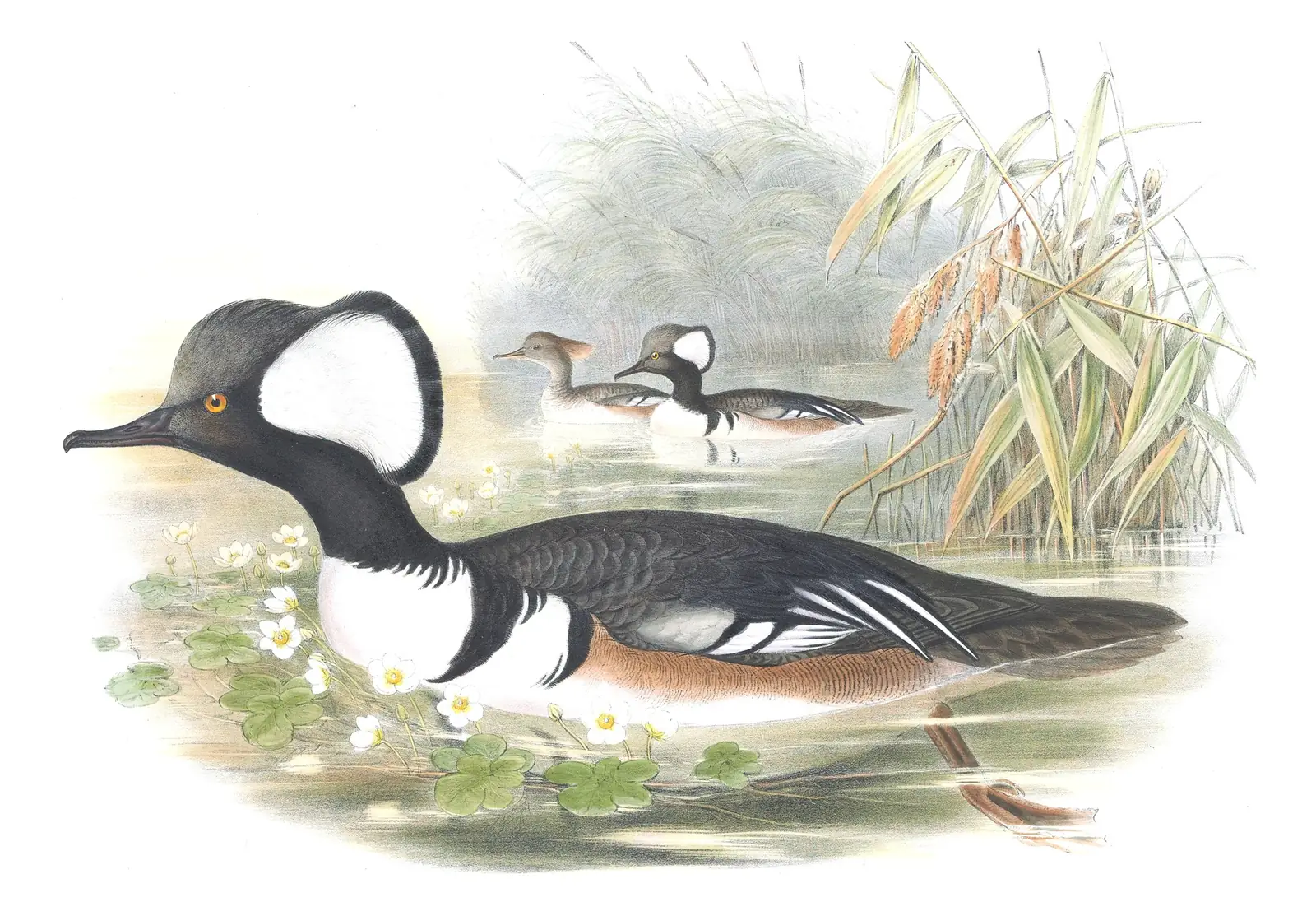 Volume V, plate 36 of Gould's The Birds of Great Britain: Hooded Merganser (Lophodytes cucullatus)
