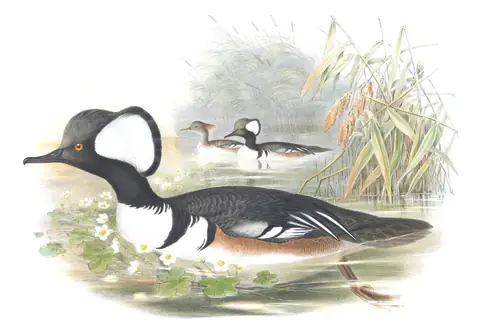Volume V, plate 36 of Gould's The Birds of Great Britain: Hooded Merganser (Lophodytes cucullatus)