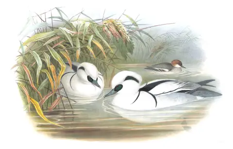Volume V, plate 37 of Gould's The Birds of Great Britain: Smew (Mergellus albellus)