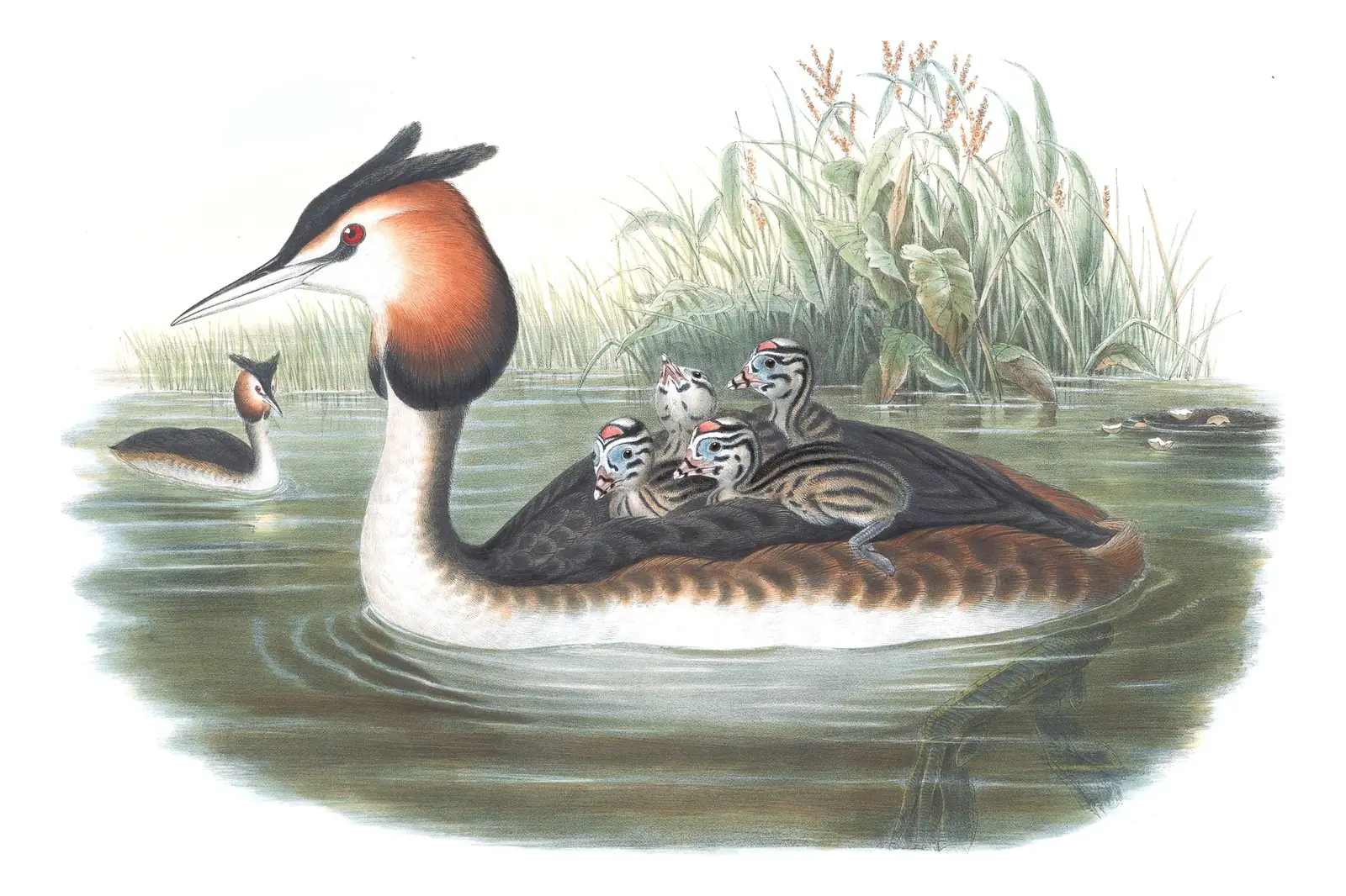Volume V, plate 38 of Gould's The Birds of Great Britain: Great Crested Grebe (Podiceps cristatus)