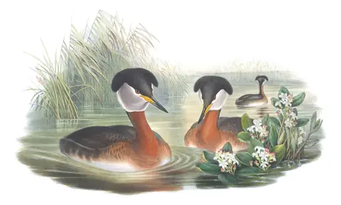 Volume V, plate 39 of Gould's The Birds of Great Britain: Red-necked Grebe (Podiceps grisegena)