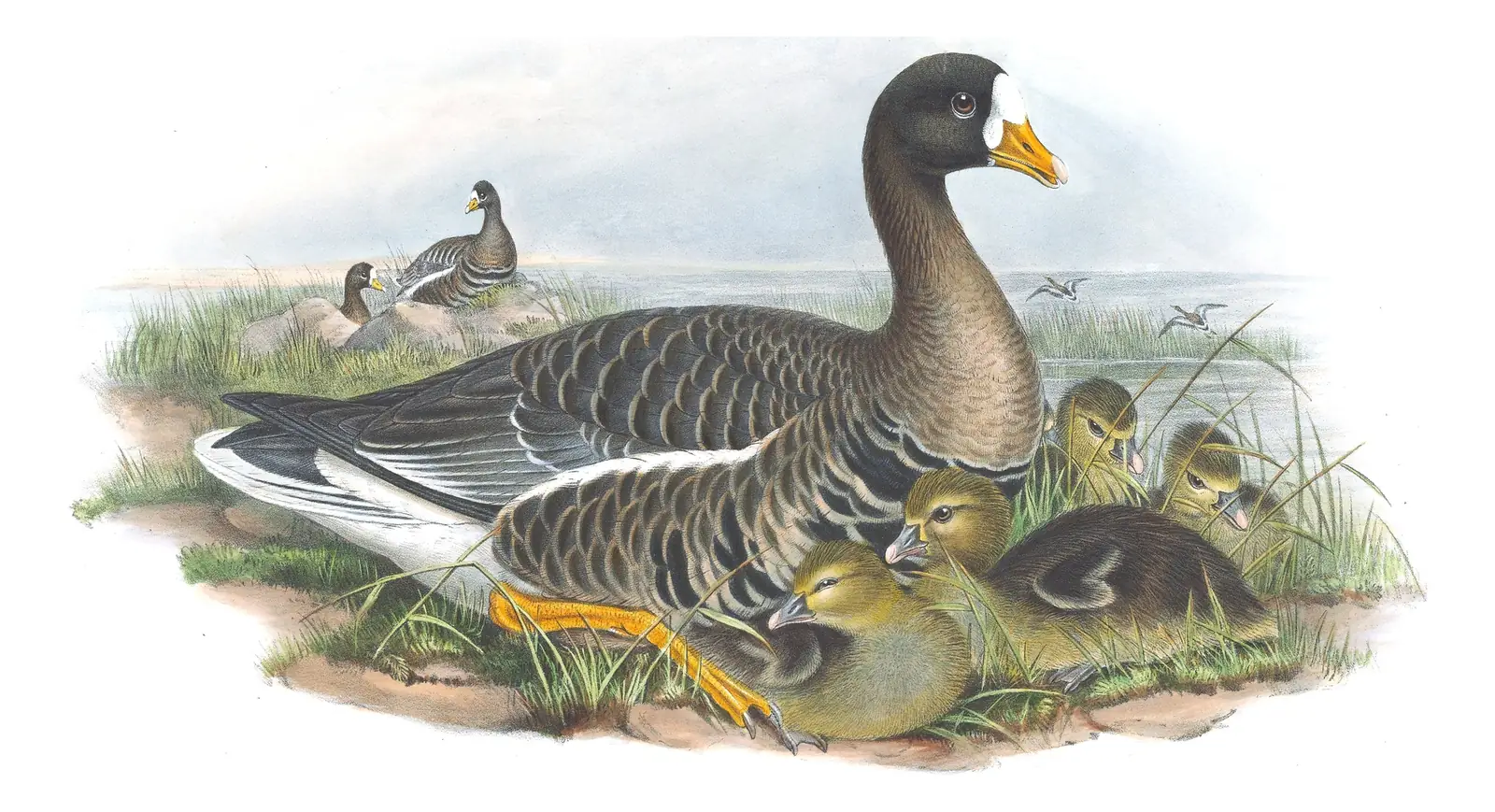 Volume V, plate 4 of Gould's The Birds of Great Britain: Greater White-fronted Goose (Anser albifrons)