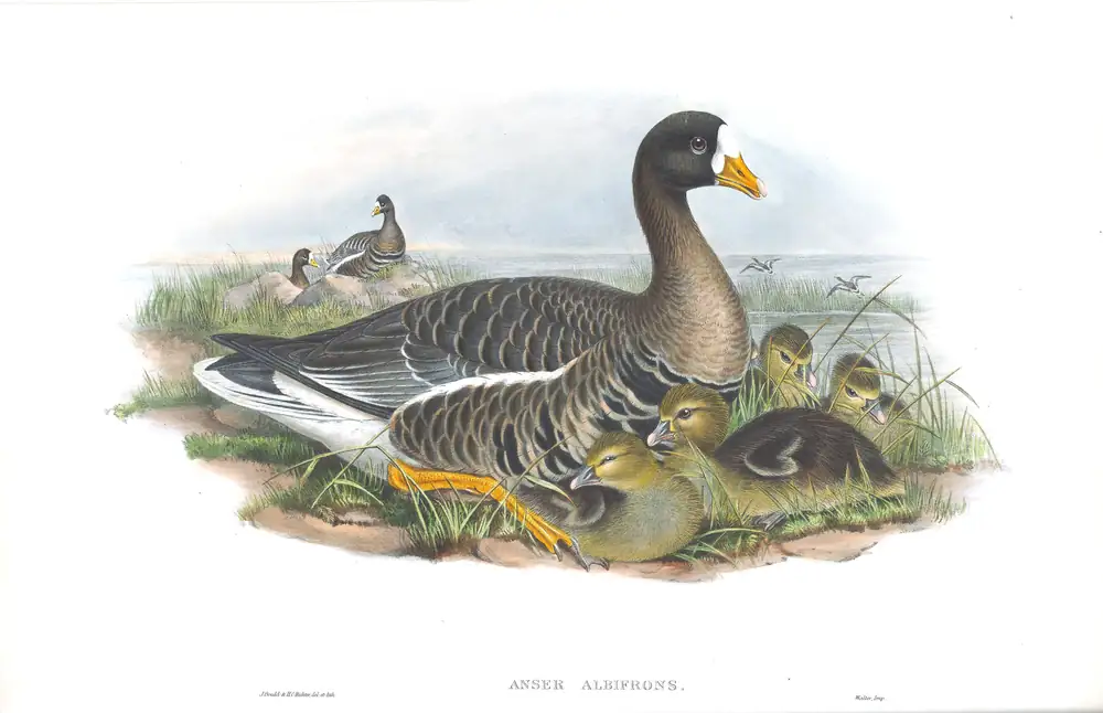 The whole sheet of volume V, plate 4, with its engraved caption