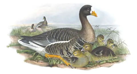Volume V, plate 4 of Gould's The Birds of Great Britain: Greater White-fronted Goose (Anser albifrons)