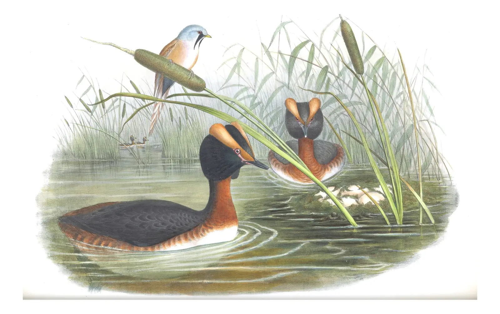 Volume V, plate 40 of Gould's The Birds of Great Britain: Horned Grebe (Podiceps auritus)