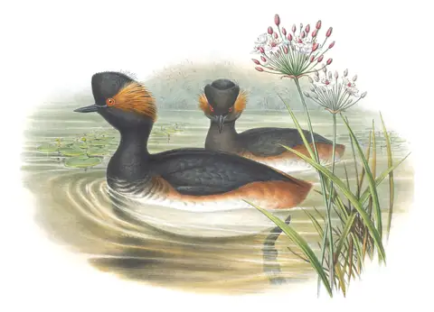 Volume V, plate 41 of Gould's The Birds of Great Britain: Eared Grebe (Podiceps nigricollis)